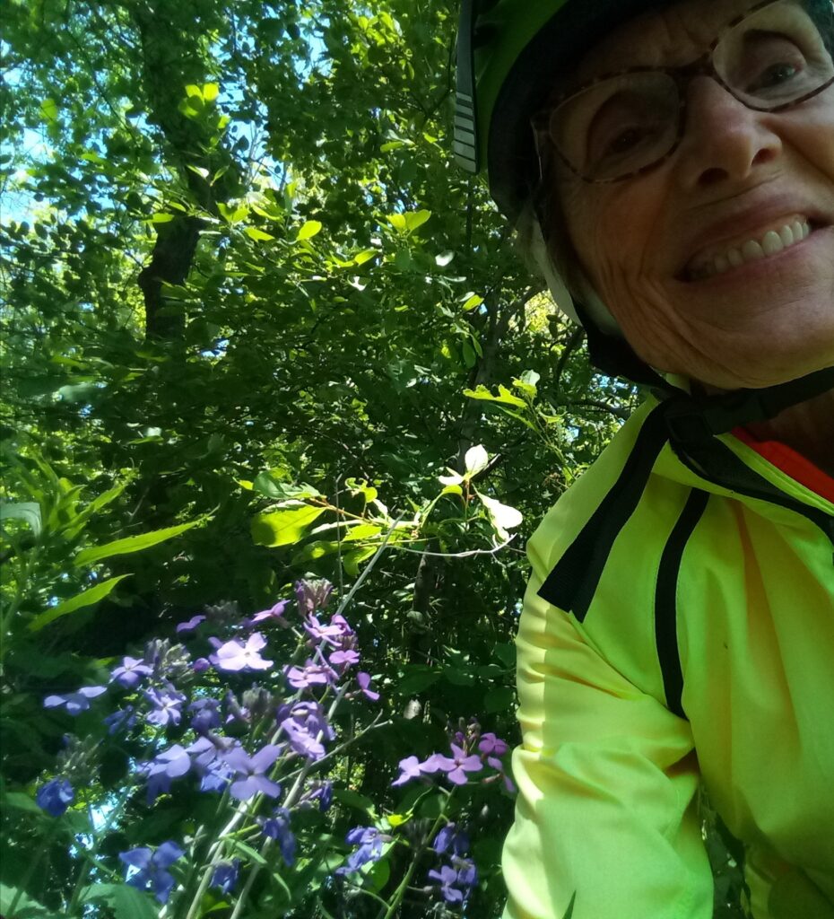 Blooming flowers, Tall Phlox, by my shoulder. Dressing up bike trail.