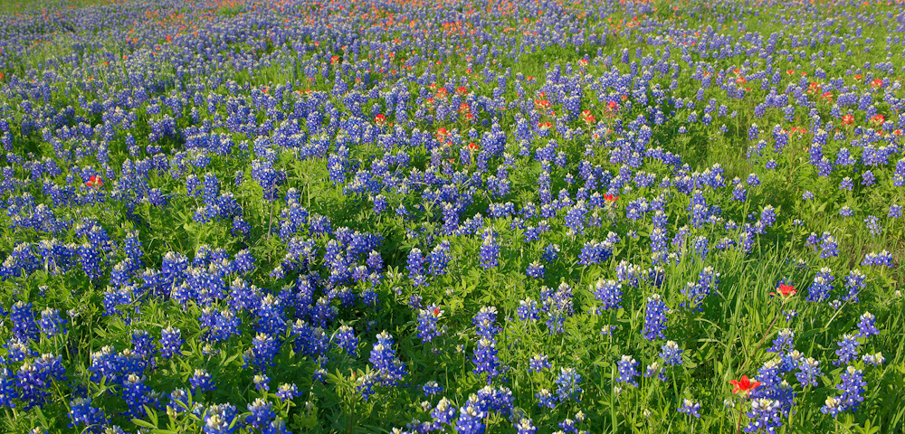 Bluebonnet Flowers