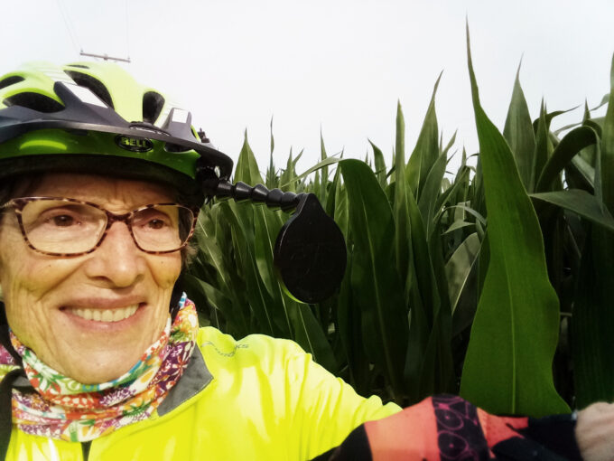 corn is as high as a cyclist's helmet