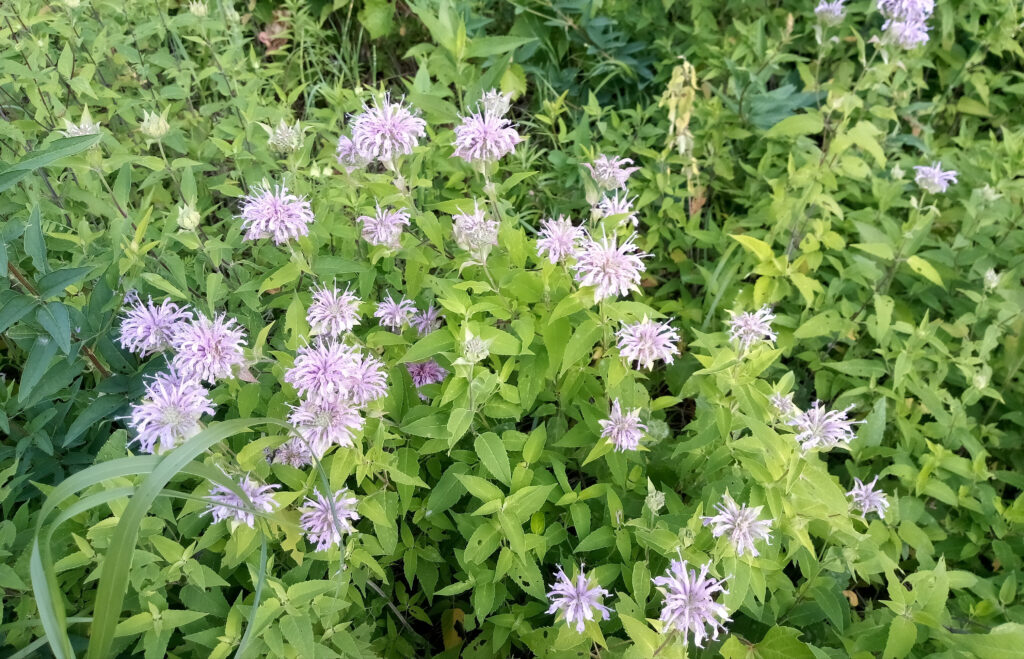 Roadside flower, Bergamot, and my wonderful bike