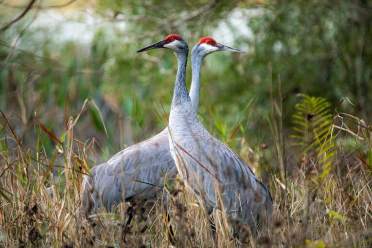 Sand Hill Cranes