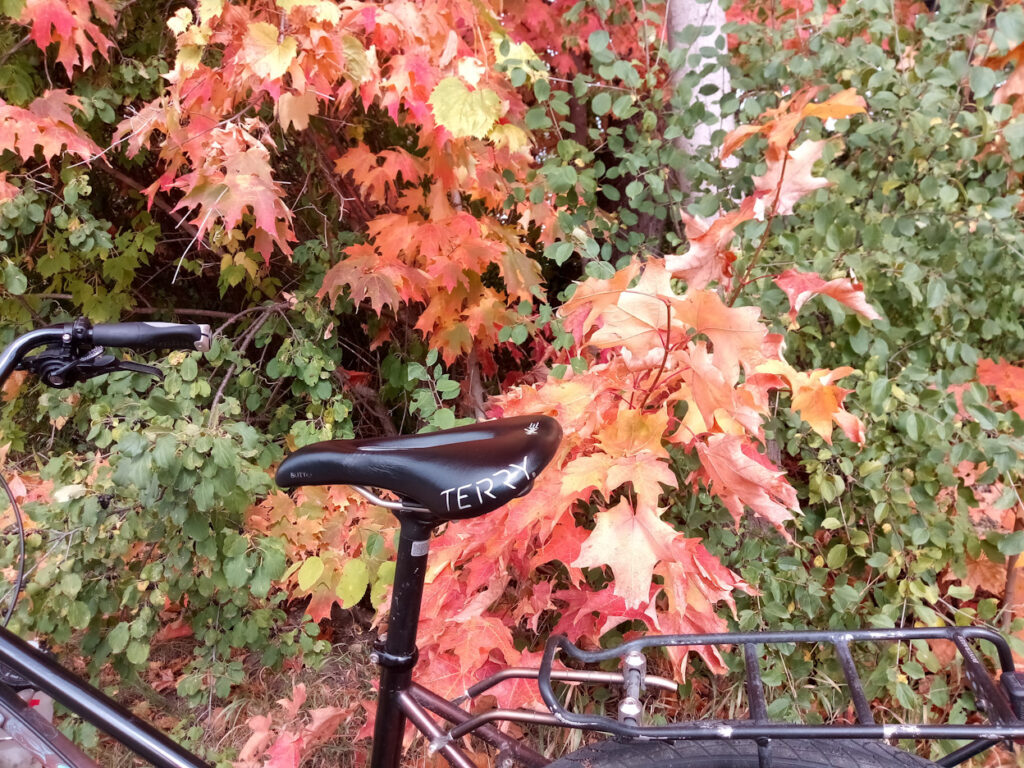 My Terry butterfly bike seat. Excellent for thousands of miles.