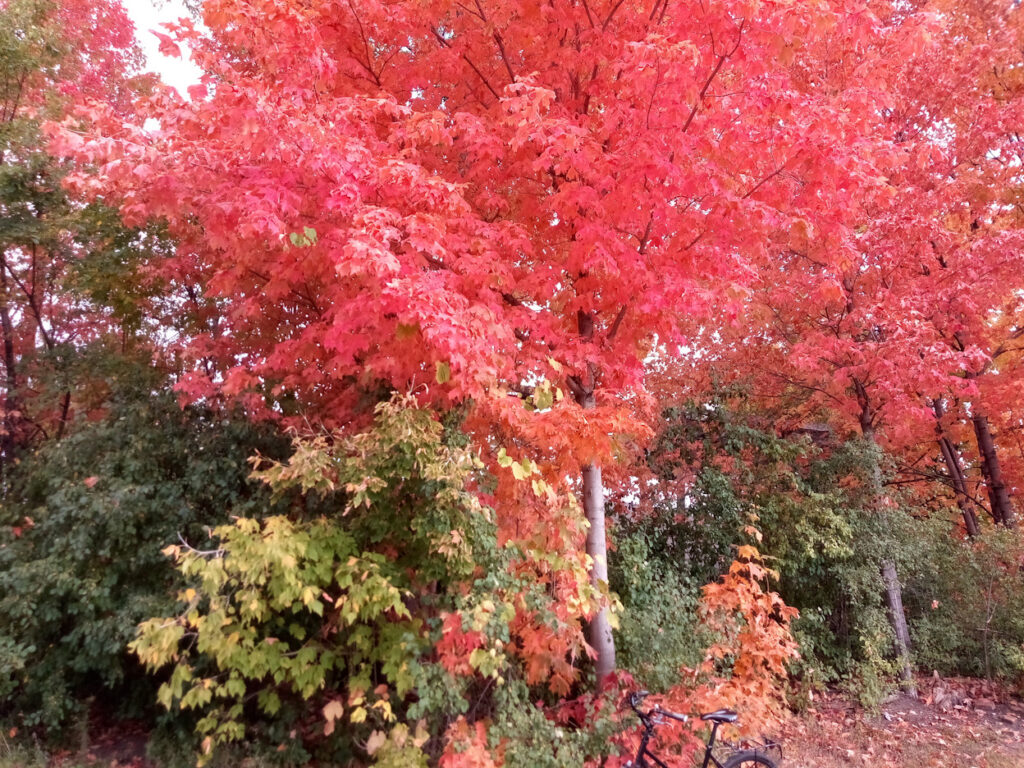 Bike & autumn tree 