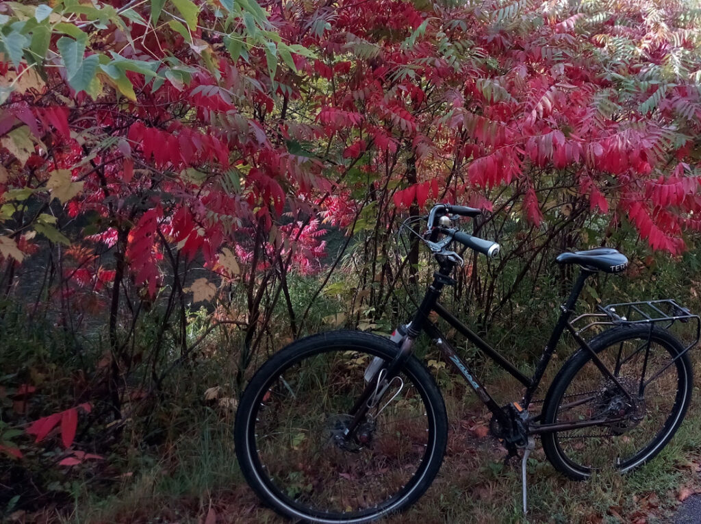 Bike & autumn Sumac