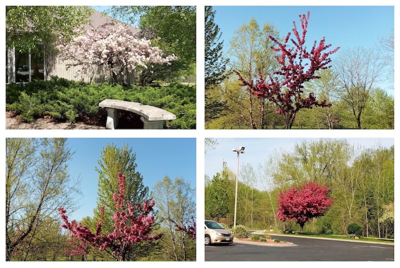 Blooming trees collage