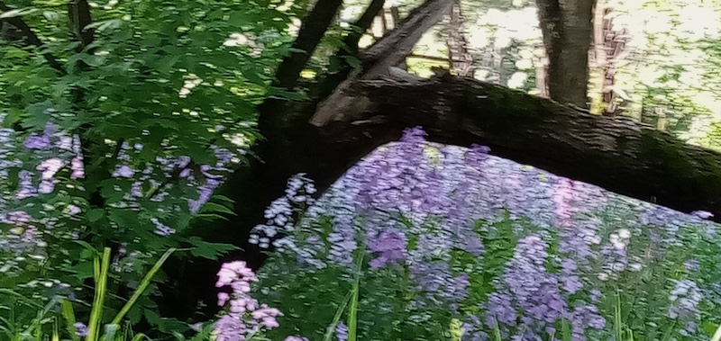 Tall purple phlox surrounding downed tree limb on trail