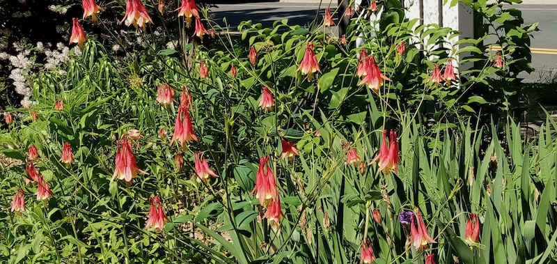 Trailside blooms, Columbine