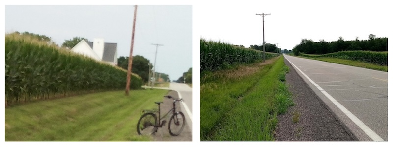 Very Tall Corn collage